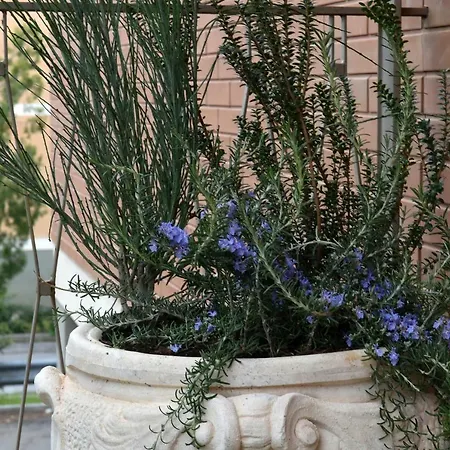 Guest house La Giuggiola